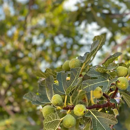 Marina Appartement *